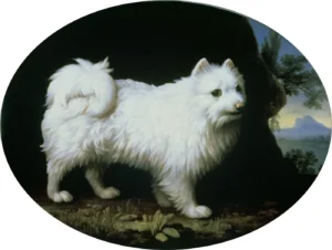 Stubbs, George (1724 – 1806) 1782 Portrait of Mrs Frenchs White Lap-dog (Übers. ,,Schoßhündchen“)