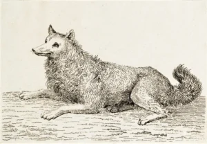 Tischbein-d.-J.-Johann-Heinrich-1742-1808-1808-nach-ca.-Ein-liegender-Spitz