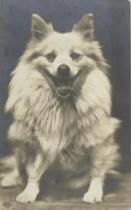 Weißer Spitz, sitzend,1908