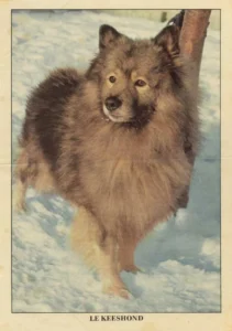 keeshond01