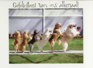white & orange dogs1999