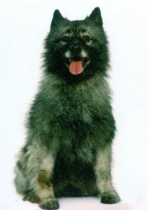 wolflhan