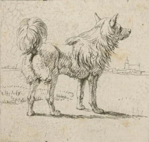von Kobell, Wilhelm (1766 - 1853), 1811 Halbgeschorener Spitz nach rechts (Ausschnitt)