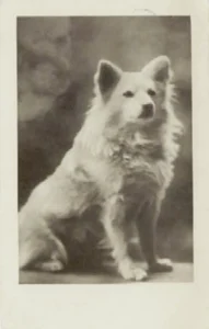 1935 Großer weißer Spitz, sitzend