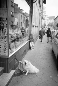 1968 Spitz auf einem Gehweg vor einem Lebensmittelgeschäft, Stadtarchiv Karlsruhe, Bildarchiv Schlesiger