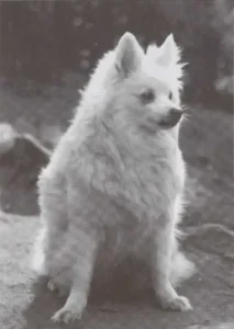 1977 Großspitz
