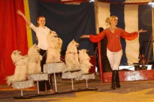 Circus Bostok-Dumas 01