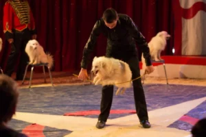 Circus Bostok-Dumas 03