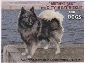 ,,Britains Best'' - The City Meat Biscuit for Dogs