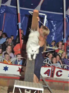 Circus Antoni 06