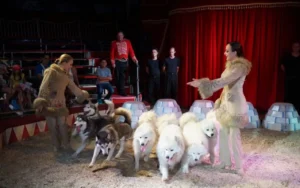 Circus classic -Karl Köllner, Geschw. Saabel, Rogerio Goncalves, 2016 01