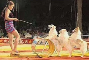 Circus unb 02