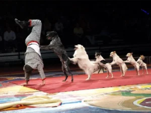 Circus unb 04