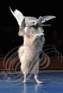 Cirkus Finlandia 04