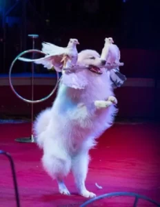 Cirkus Finlandia 05