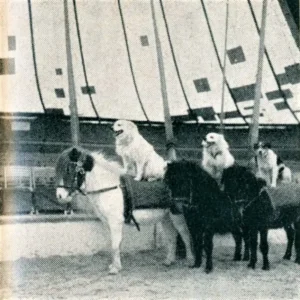 Die beiden Großspitze ,,Cella und Rigo v. Weißhorn'' bei der Dressurvorführung im weltberühmten Schweizer Zirkus Gebr. Knie, Abb 01 (DDS 17, 1957)