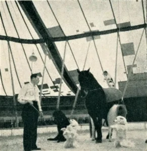 Die beiden Großspitze ,,Cella und Rigo v. Weißhorn'' bei der Dressurvorführung im weltberühmten Schweizer Zirkus Gebr. Knie, Abb 02 (DDS 17, 1957)