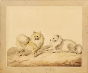 Edwards, Sydenham Teast (1768 - 1819) JJJJ 
Pomeranians, by Amgueddfa Cymru – Museum Wales