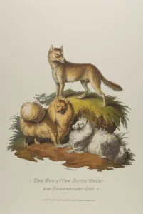 Edwards, Sydenham Teast (1768 – 1819) 1800 The Dog of New South Wales & The Pomeranian Dog, Cynographia Britannica