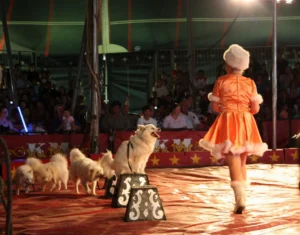 Kelly Miller Circus 2009 01