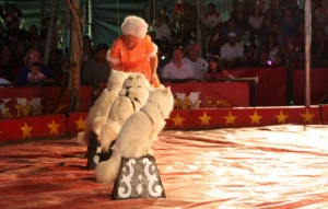 Kelly Miller Circus 2009 02