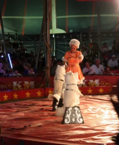 Kelly Miller Circus 2009 03
