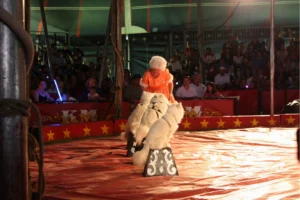 Kelly Miller Circus 2009 10