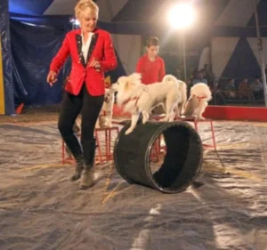 Circus Bostok-Dumas 04