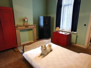Magrittes dritter Hund - Jackie