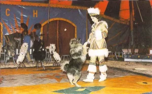 Zirkus Apoll, Margrit Keysser - Die mit dem Wolf tanzt