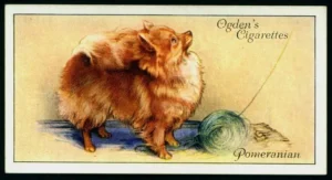 Ogden's Cigarettes