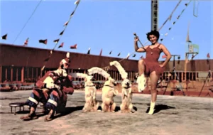 Circus Hall of Fame, Sarasota, Florida - Renees Canine Cadets (2