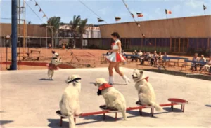 Circus Hall of Fame, Sarasota, Florida, Renees Canine Cadets