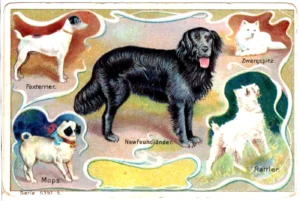 Sammelbild-Serie 5351, Bild 5 - Foxterrier, Zwergspitz, Neufundländer, Mops, Rattler, Emil Uhlmann, ca 1910, Vorderseite