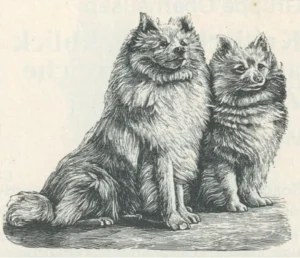 Seyfarth, Arthur, Löwenspitz, Friesländer, Pommersche Seyfarthm 31. Aufl.