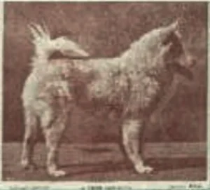 Spitz (Klebemarke)