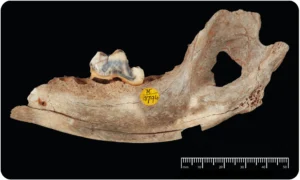 14.300 Jahre alter Unterkieferknochen eines Hundes aus Gough's Cave (Großbritannien), Trustees of the Natural History Museum