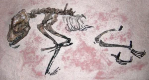 Eines der Skelette der am Ufer des Hornborgasees gefundenen sog. Almeöhunde, Falbygdens Museum