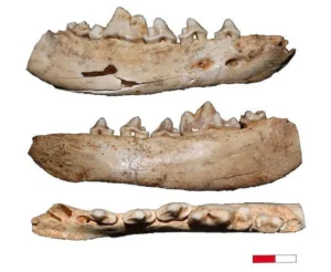 Fossile Hunde-Unterkiefer aus der Gnirshöhle, Süddeutschland