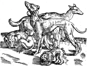 Von den Hunden -C. Gessner