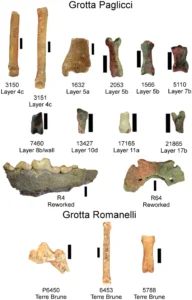 Verschiedene Hundeknochen aus der Grotta Paglicci und der GrottaRomanelli