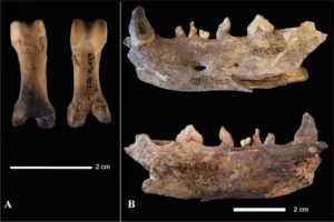 Kupferzeitliche Hundeüberreste von der Fundstelle El Portalón de Cueva Mayor.
Durch Feuer verursachte Veränderungen
(A) an der proximalen Phalanx (Foto: Javier Trueba), sowie
(B) am Unterkiefer
Maßstabsbalken: 2 cm.
