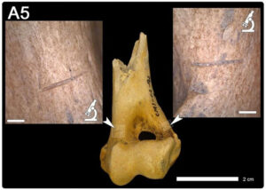 Gesamt- und Detailansichten der Schnittspuren am Oberarmknochen, an denen die typischen Merkmale eines Bruchs an frischem Knochen (perimortal) erkennbar sind.