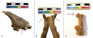Krankhafte Veränderungen:
A: Hund 1a. Oberkiefer (links) zeigt Lücke zu P4
B: Unterkiefer zeigt Verschleiß an den Eckzähnen
C: Calcaneus (links) mit großem Abszess