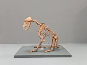 Der Hund von Cirencester
Corinium Museum