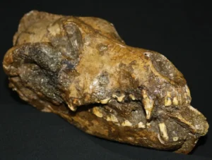 Der versteinerte Hundeschädel  aus Predmostí I (Tschechien), bei dem ein Mammutknochen auf der Vorderseite des Kiefers herausragt