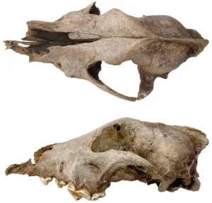 Dorsalansicht (oben) und Lateralansicht (unten) des paläolithischen Hundeschädels aus der Goyet-Höhle, Belgien (Gesamtlänge des Schädels 227 mm)