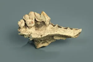 Ein Kieferknochen von einem domestizierten Hund aus der Kesslerloch-Höhle in der Nähe von Thayngen, Schweiz