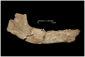 Ein rechter Unterkiefer von einem großen Hunde-Welpen, der am Gravettian-Standort Předmostí (Tschechien) gefunden wurde und starb, als er 4–5 Monate alt war (Germonpré et al., 2021