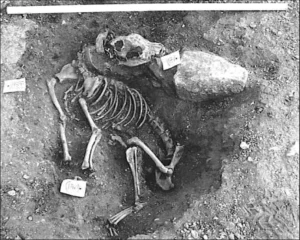 Eisenzeitliche Hundeknochen aus einem Fundplatz am nordöstlichen Rand von Cirencester bei Southampton (England),
Corinium Museum